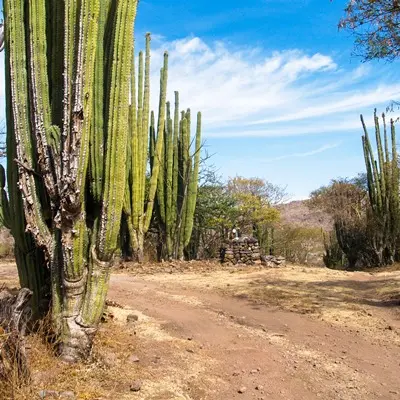 2013 - Sierra de Huautla